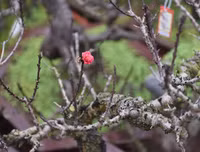 [ẢNH] Cận cảnh loại đào đắt đỏ bậc nhất dịp Tết khiến đại gia 