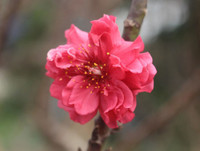 [ẢNH] Cận cảnh loại đào đắt đỏ bậc nhất dịp Tết khiến đại gia 