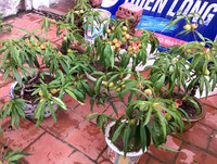 [ẢNH] Cận cảnh loại đào đắt đỏ bậc nhất dịp Tết khiến đại gia 