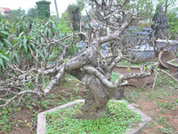 [ẢNH] Cận cảnh loại đào đắt đỏ bậc nhất dịp Tết khiến đại gia 