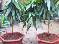 [ẢNH] Cận cảnh loại đào đắt đỏ bậc nhất dịp Tết khiến đại gia 