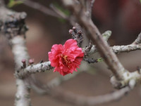 [ẢNH] Cận cảnh loại đào đắt đỏ bậc nhất dịp Tết khiến đại gia 