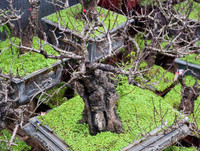 [ẢNH] Cận cảnh loại đào đắt đỏ bậc nhất dịp Tết khiến đại gia 