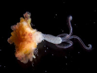 [ẢNH] Những sinh vật 