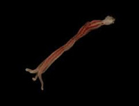 [ẢNH] Những sinh vật 