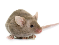 [ẢNH] Top 8 loài động vật sở hữu trí thông minh 