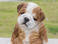 [ẢNH] Top 8 loài động vật sở hữu trí thông minh 