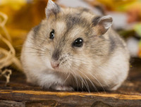 [ẢNH] Top 8 loài động vật sở hữu trí thông minh 