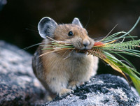 [ẢNH] Top 8 loài động vật sở hữu trí thông minh 