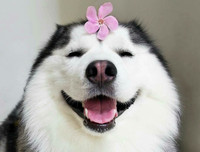 [ẢNH] Top 8 loài động vật sở hữu trí thông minh 