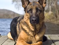 [ẢNH] Giật mình trước tài sản kếch xù của những thú cưng giàu nhất thế giới