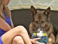 [ẢNH] Giật mình trước tài sản kếch xù của những thú cưng giàu nhất thế giới