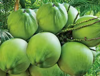 [ẢNH] Những công dụng bất ngờ của nước dừa đối với sức khỏe