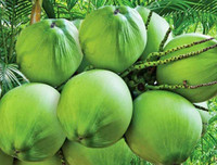 [ẢNH] Những công dụng bất ngờ của nước dừa đối với sức khỏe