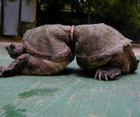 [ẢNH] Rác thải nhựa đang giết chết động vật như thế nào?