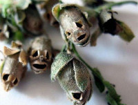 Nổi da gà với các loài thực vật 