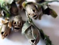 Nổi da gà với các loài thực vật 