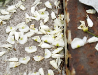 [ẢNH] Hà Nội đẹp đến nao lòng trong sắc trắng hoa sưa