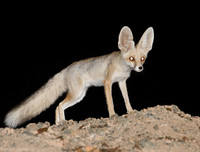 [ẢNH] Top 5 loài động vật 