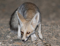 [ẢNH] Top 5 loài động vật 