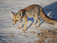 [ẢNH] Top 5 loài động vật 