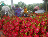 [ẢNH] Các mặt hàng nông sản trái cây Việt 