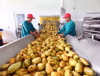 [ẢNH] Các mặt hàng nông sản trái cây Việt 