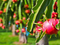 [ẢNH] Các mặt hàng nông sản trái cây Việt 