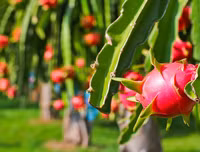 [ẢNH] Các mặt hàng nông sản trái cây Việt 