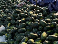 [ẢNH] Các mặt hàng nông sản trái cây Việt 