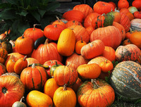 [ẢNH] Các mặt hàng nông sản trái cây Việt 