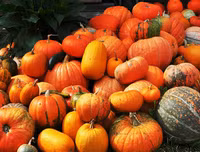 [ẢNH] Các mặt hàng nông sản trái cây Việt 