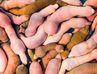 [ẢNH] 6 món đặc sản biển gây ấn tượng bởi vẻ ngoài 