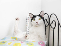 [ẢNH] Những kỷ lục Guinness kỳ lạ nhất hành tinh