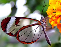 [ẢNH] Chiêm ngưỡng 