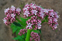 [ẢNH] Cải thiện giấc ngủ nhờ 8 loại trà thảo mộc