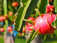 [ẢNH] Bất ngờ với công dụng sức khỏe của những loài cây mang tên động vật