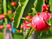 [ẢNH] Bất ngờ với công dụng sức khỏe của những loài cây mang tên động vật