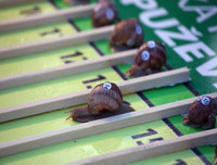 Ngoài chọi trâu, trên thế giới còn những môn thi đấu kỳ dị nào dành cho động vật?