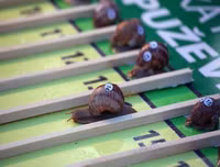 Ngoài chọi trâu, trên thế giới còn những môn thi đấu kỳ dị nào dành cho động vật?