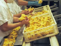 [ẢNH] Top những công việc kỳ lạ nhưng kiếm 