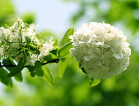 [ẢNH] Cảnh giác với những loài hoa, cây cảnh cực đẹp nhưng cũng cực độc trong dịp Tết