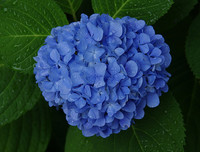 [ẢNH] Cảnh giác với những loài hoa, cây cảnh cực đẹp nhưng cũng cực độc trong dịp Tết