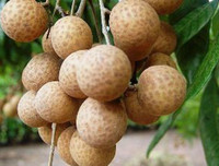 Những hoa quả nguy hại khôn lường đối với mẹ bầu