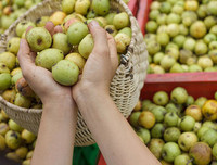 Những hoa quả nguy hại khôn lường đối với mẹ bầu