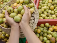 Những hoa quả nguy hại khôn lường đối với mẹ bầu