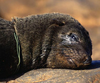 [ẢNH] Rác thải nhựa đang giết chết động vật như thế nào?