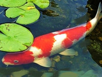 [ẢNH] Top những động vật sống 