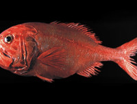 [ẢNH] Top những động vật sống 