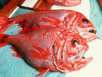 [ẢNH] Top những động vật sống 